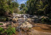 Ministério Público Federal analisa transformar Floresta da Cicuta em área de proteção integral