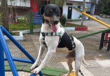 Família procura por cão desaparecido no bairro São João, em Volta Redonda