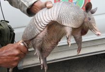 Tatu é resgatado no Centro de Barra Mansa