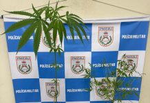 Pés de maconha são apreendidos em residência no bairro Eucaliptal, em Volta Redonda