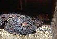 Mais de 30 aves são resgatadas em situação de maus-tratos no bairro São Luiz