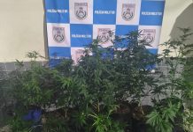 Polícia encontra estufa de maconha e morador é autuado por tráfico em Volta Redonda
