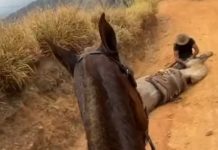 Tutor que mutilou cavalo em Bananal é condenado a 11 meses de prisão