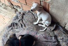 Pássaros e cães em situação de maus-tratos são apreendidos em Volta Redonda