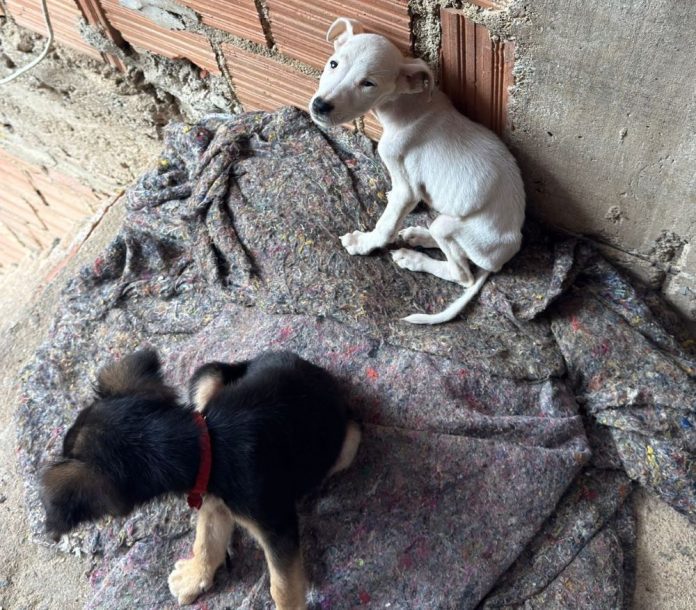 WhatsApp Image 2025-12-17 at 15.37.26