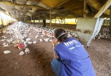 Inea interdita duas granjas de aves em Barra do Piraí por irregularidades ambientais