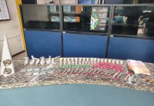 Polícia Militar apreende drogas durante patrulhamento no bairro Paraíso, em Barra Mansa; suspeito fugiu