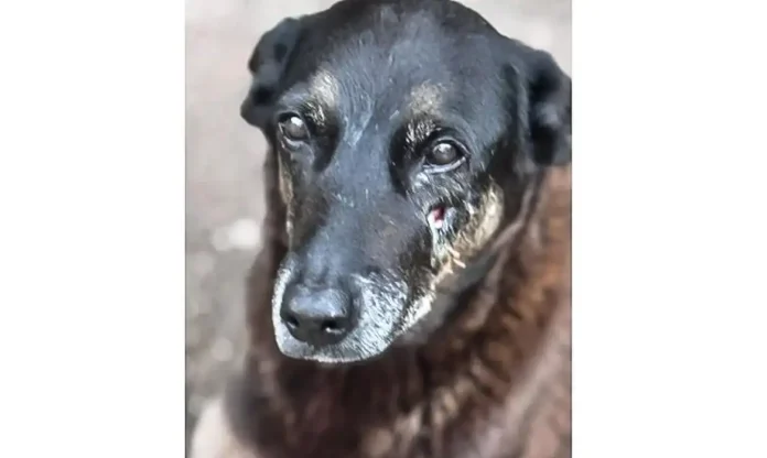 cao-orelha-de-praia-brava