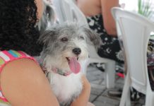 Após mutirão com mais de 500 castrações, Prefeitura inicia atendimento veterinário itinerante nos distritos de Barra do Piraí