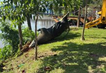 Saae retira carcaça de boi do Rio Paraíba do Sul com apoio dos bombeiros em Barra Mansa
