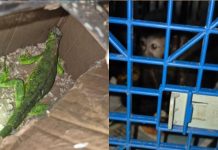 Macaco-prego e iguana são resgatados pela PRF dentro do porta-malas de um carro em Piraí; suspeitos são presos