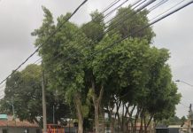 Paraquedista morre após ficar preso em árvore durante salto em Resende