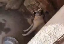 Homem é preso por maus-tratos a animais na Vila Orlandélia, em BM